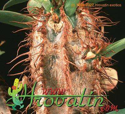 Euphorbia cap-manambabensis thorn 1268