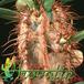 Euphorbia cap-manambabensis thorn 1268