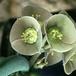 Euphorbia cylindrifolia ssp tuberifera 1124