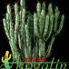 Euphorbia enopla 1254