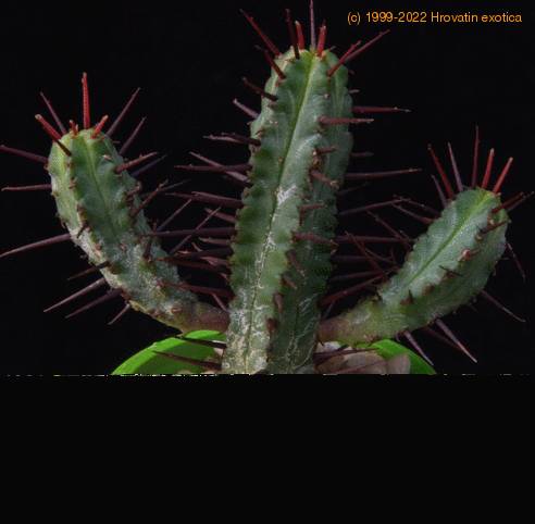 Euphorbia enopla MOP