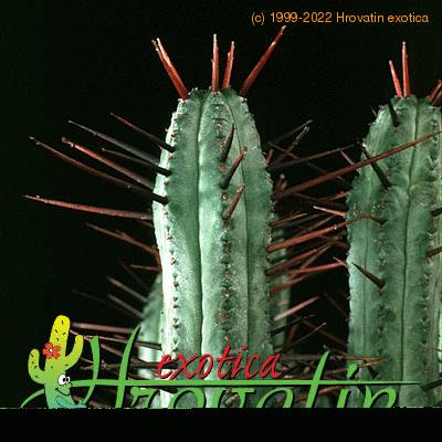 Euphorbia enopla thorn 1256