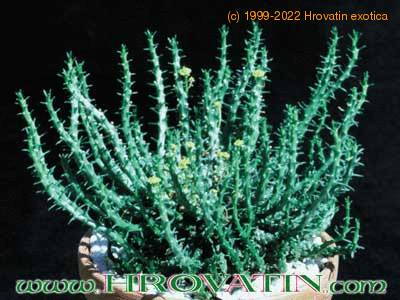 Euphorbia flanaganii 1033