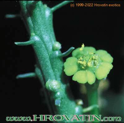 Euphorbia flanaganii flower 1035