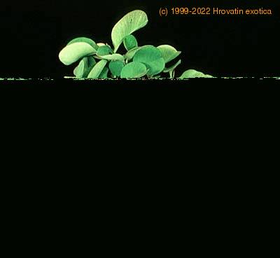 Euphorbia guillauminiana 1150