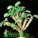 Euphorbia guillauminiana 1150