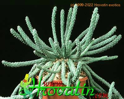 Euphorbia inermis 1156