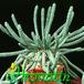 Euphorbia inermis 1156
