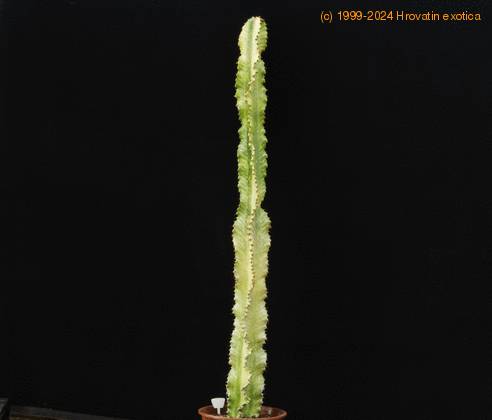 Euphorbia ammak variegata PP