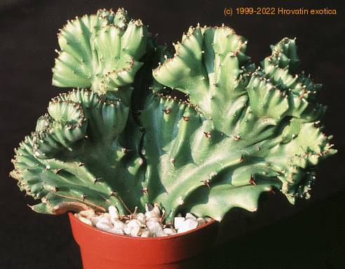 Euphorbia lactea 14