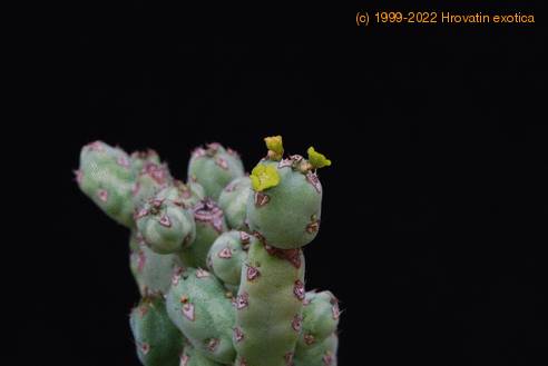Euphorbia leach-1