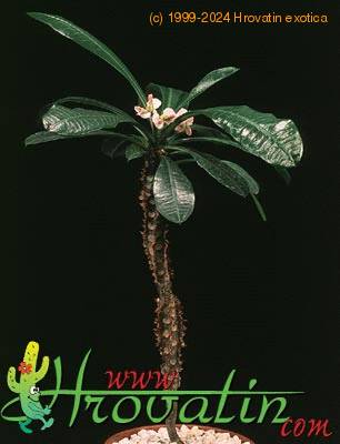 Euphorbia lophogona 1289