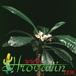 Euphorbia lophogona 1290