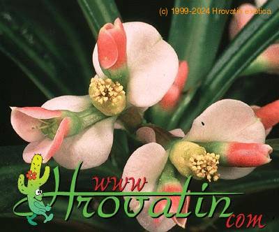Euphorbia lophogona flower 1291
