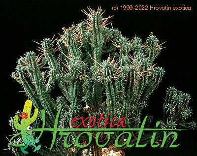 Euphorbia mammillaris 1243