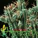 Euphorbia mammillaris thorn 1244