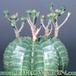 Euphorbia meloformis 1025