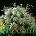 Euphorbia meloformis 1252