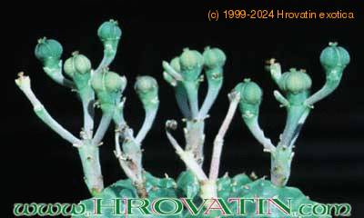 Euphorbia meloformis flower 1026