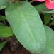 Euphorbia milii splendens SIl