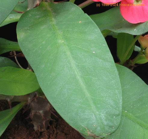 Euphorbia milii splendens SIl