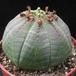 Euphorbia obesa 1