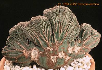 Euphorbia obesa cristata 1371