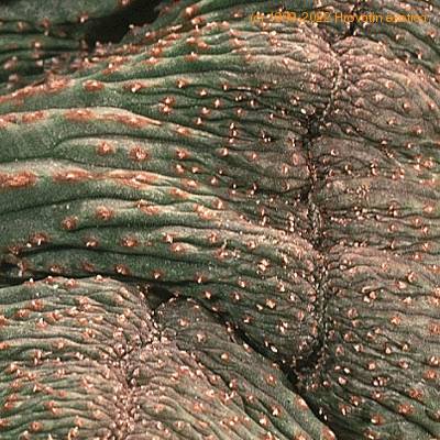 Euphorbia obesa cristata 1373