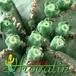 Euphorbia obesa flower 1111