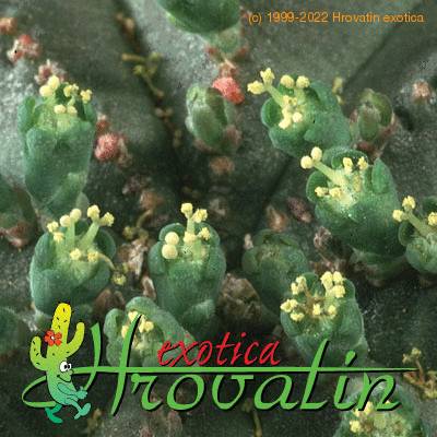 Euphorbia obesa flower 1112