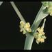 Euphorbia orbiculifolia 3101