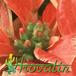 Euphorbia pulcherrima variacija flower 1008
