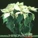 Euphorbia pulcherrima flower 1002