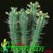 Euphorbia submammillaris 1199