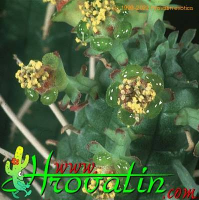 Euphorbia submammillaris flower 1200