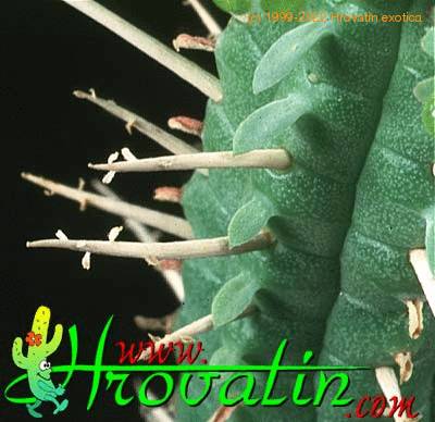 Euphorbia submammillaris thorn 1201