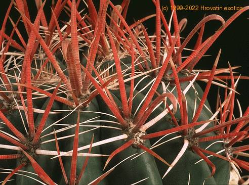 Ferocactus gracilis 628