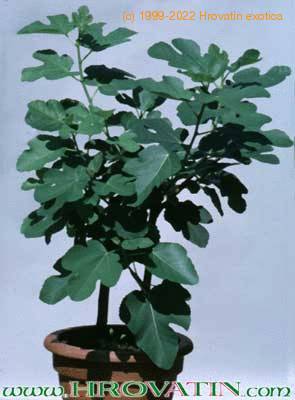 Ficus carica 1843