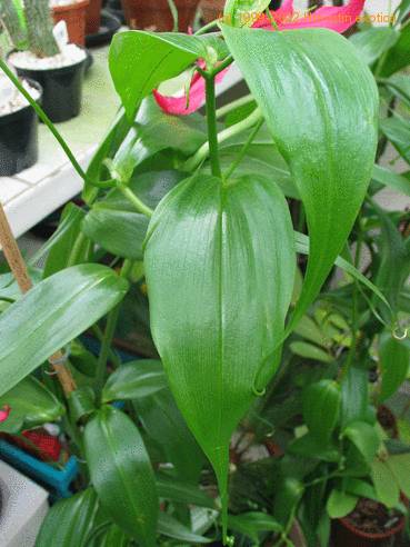 Gloriosa leaf sp