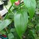 Gloriosa leaf sp