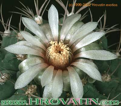 Gymnocalycium ambatoense flower 305