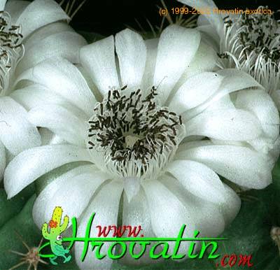 Gymnocalycium anisitsii flower 331