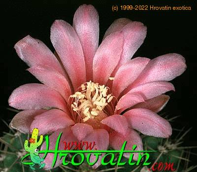 Gymnocalycium monvillei flower 358