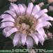 Gymnocalycium tilcarense flower 168