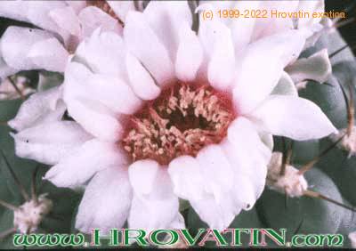 Gymnocalycium weissianum flower 165