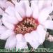 Gymnocalycium weissianum flower 165