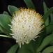 Haemanthus albiflos-flower