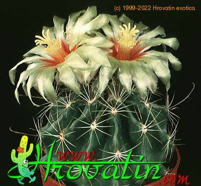 Hamatocactus setispinus 439