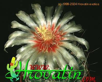Hamatocactus setispinus flower 440