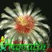 Hamatocactus setispinus flower 440